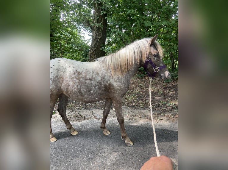 Falabella Jument 2 Ans 90 cm in Bad Bentheim