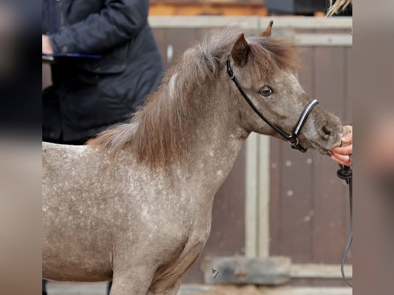 Falabella Jument 2 Ans 90 cm in Bad Bentheim