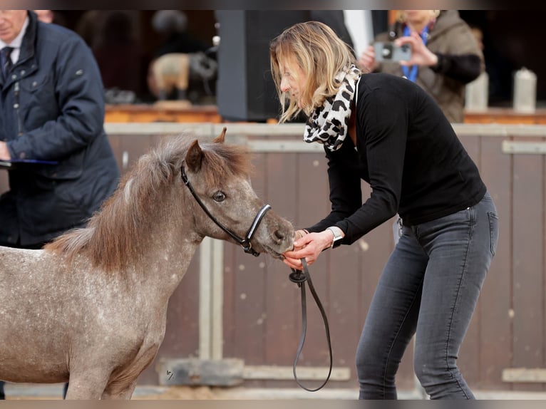 Falabella Jument 2 Ans 90 cm in Bad Bentheim