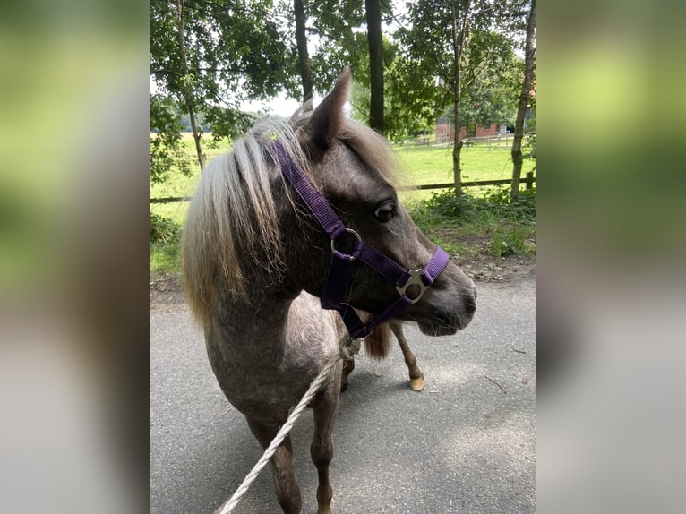 Falabella Jument 2 Ans 90 cm in Bad Bentheim