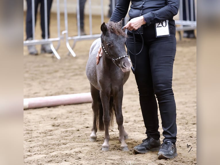 Falabella Jument 2 Ans in Grobbendonk