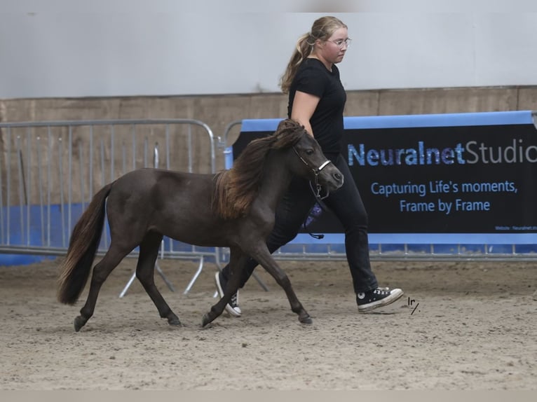 Falabella Jument 3 Ans 88 cm  in Zuna