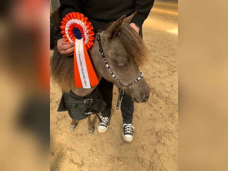 Falabella Jument 3 Ans 88 cm  in Zuna