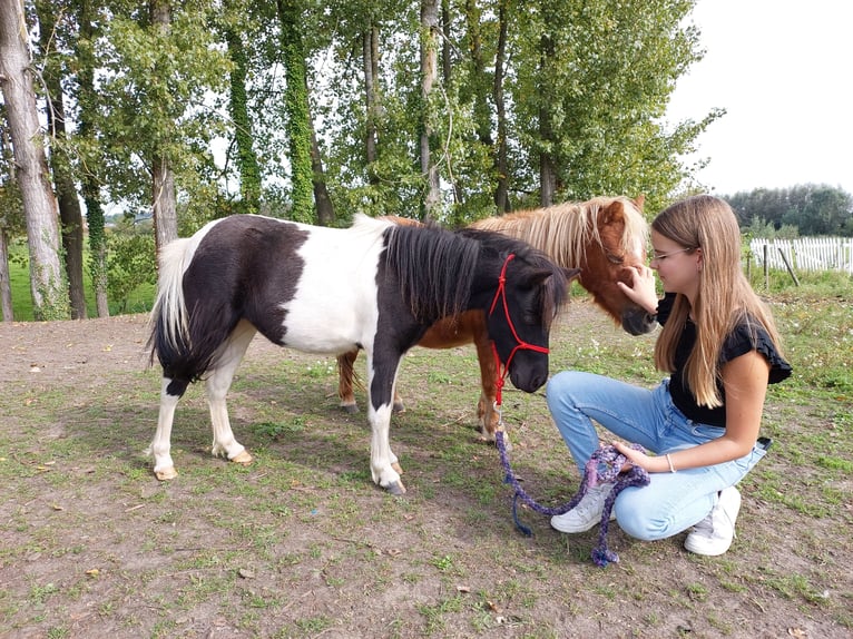 Falabella Jument 3 Ans 95 cm Pinto in Stekene