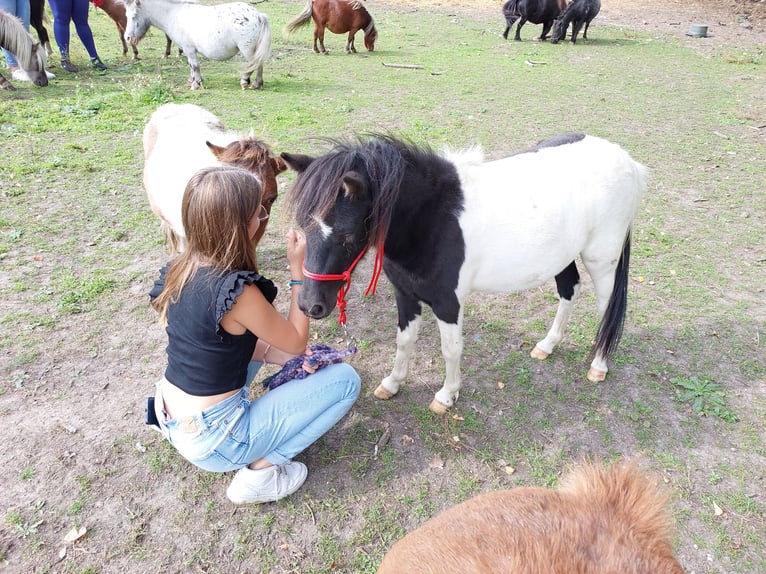 Falabella Jument 3 Ans 95 cm Pinto in Stekene