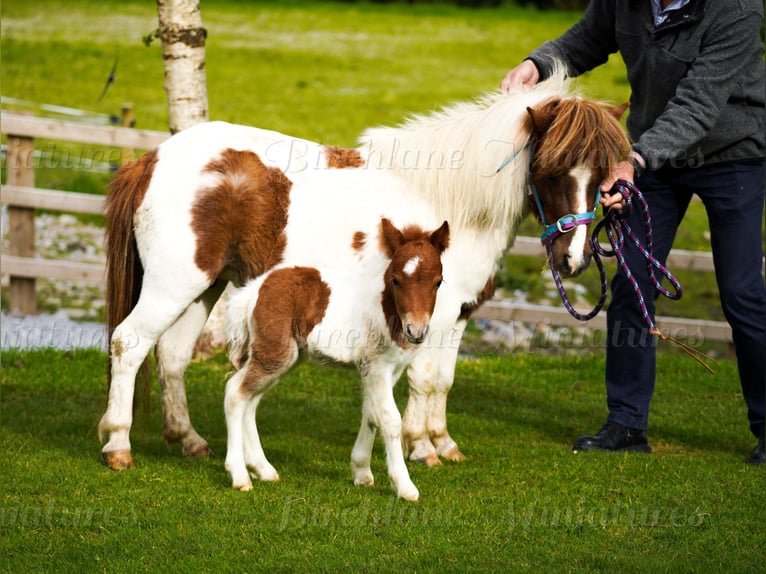 Falabella Croisé Jument 5 Ans 79 cm  in kerry