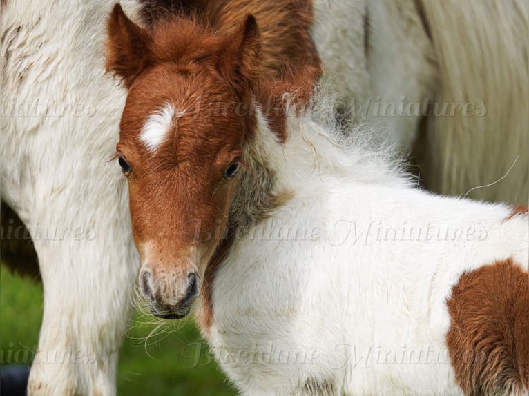 Falabella Croisé Jument 5 Ans 79 cm  in kerry