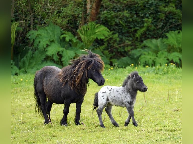 Falabella Jument 5 Ans 79 cm  in kerry