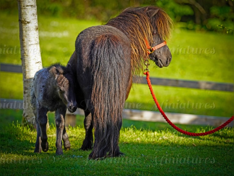 Falabella Jument 5 Ans 79 cm  in kerry