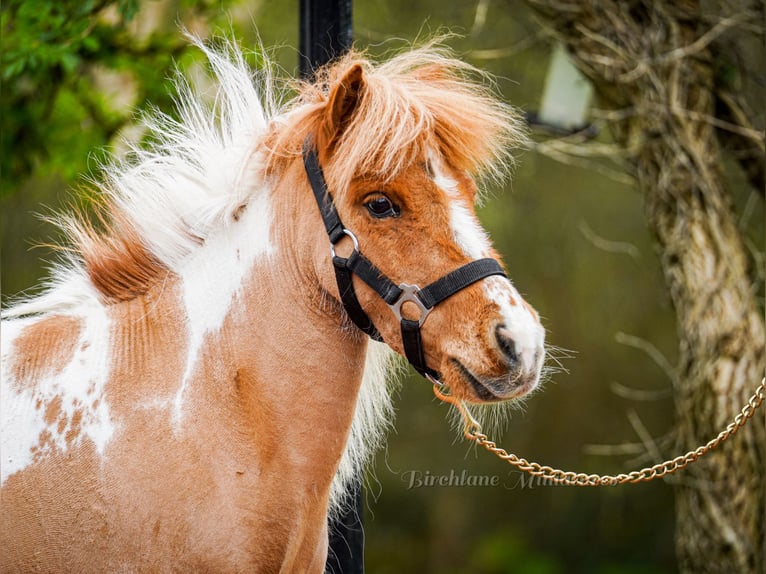 Falabella Croisé Jument 5 Ans 86 cm  in kerry