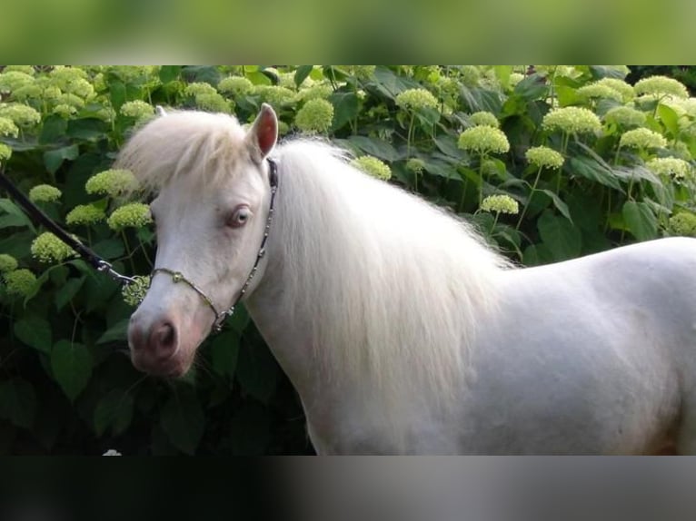 Falabella Jument 9 Ans 84 cm Cremello in Kerkwerve