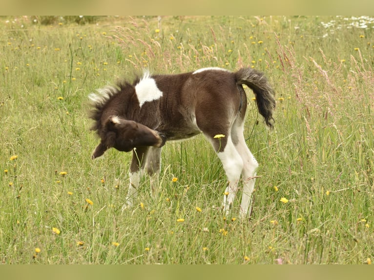 Falabella Jument Poulain (05/2025) 78 cm Tobiano-toutes couleurs in Kerkwerve