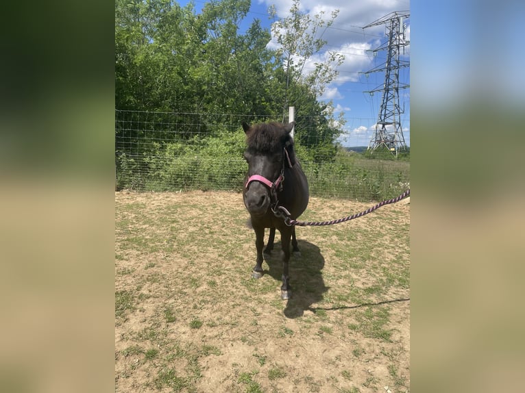 Falabella Klacz 10 lat 85 cm Gniada in Gödöllő