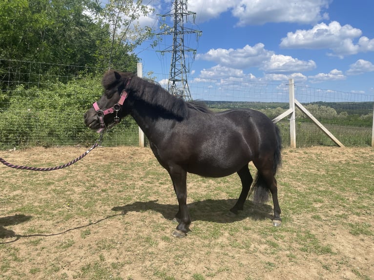 Falabella Klacz 10 lat 85 cm Gniada in Gödöllő
