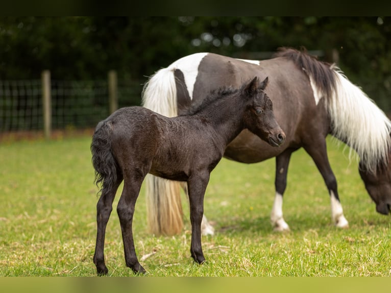 Falabella Klacz 1 Rok 79 cm Tobiano wszelkich maści in Kerkwerve