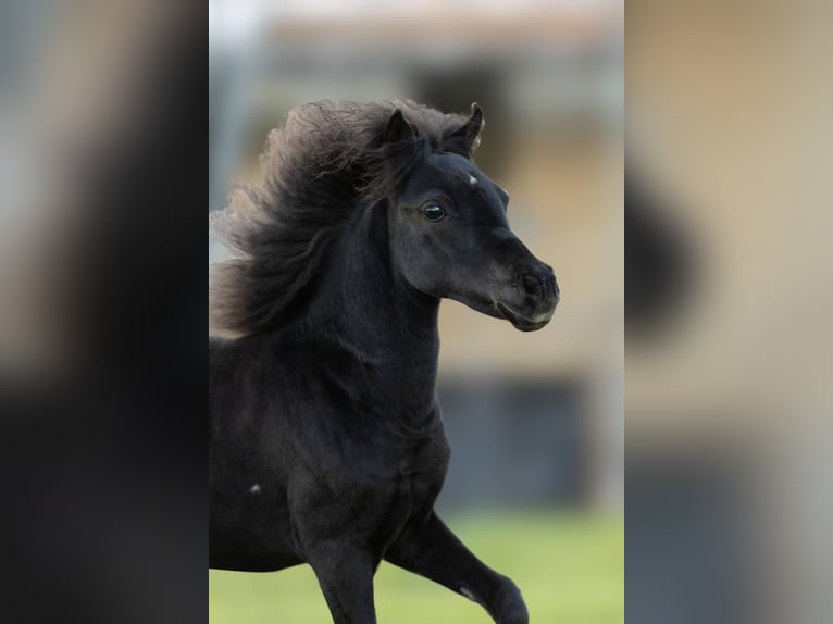 Falabella Klacz 1 Rok Kara in Sint Nicolaasga