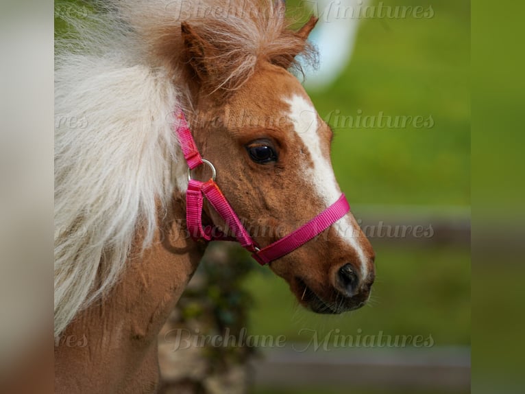 Falabella Mix Klacz 2 lat 74 cm Tobiano wszelkich maści in kerry