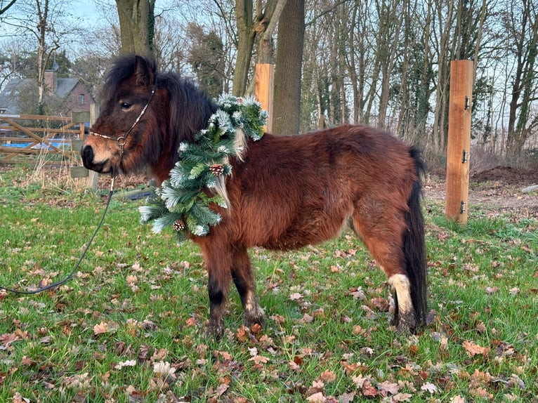 Falabella Klacz 2 lat 80 cm Tobiano wszelkich maści in Liempde
