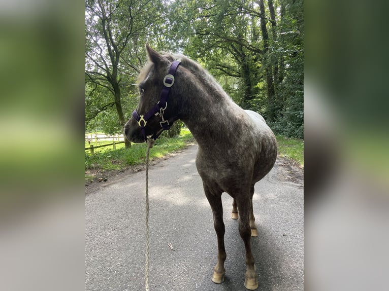 Falabella Klacz 2 lat 90 cm in Bad Bentheim