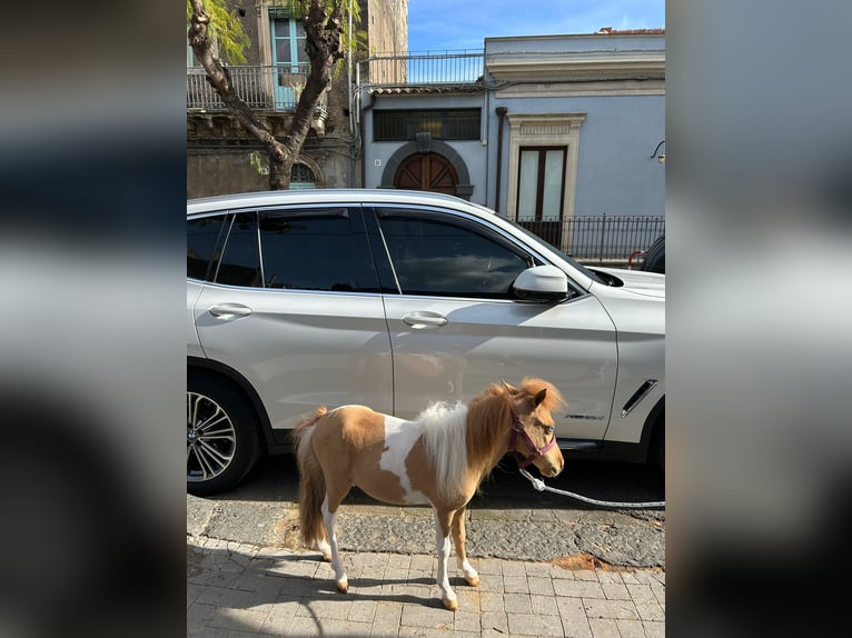 Falabella Klacz 3 lat 70 cm Tobiano wszelkich maści in Solarino