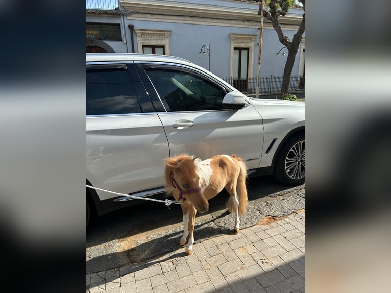 Falabella Klacz 3 lat 70 cm Tobiano wszelkich maści in Solarino