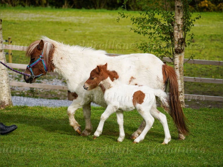 Falabella Mix Klacz 5 lat 79 cm  in kerry