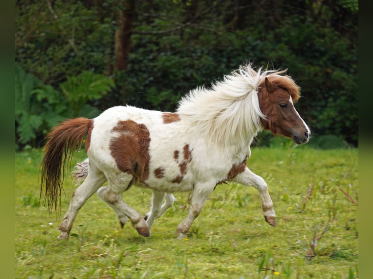 Falabella Mix Klacz 5 lat 79 cm  in kerry