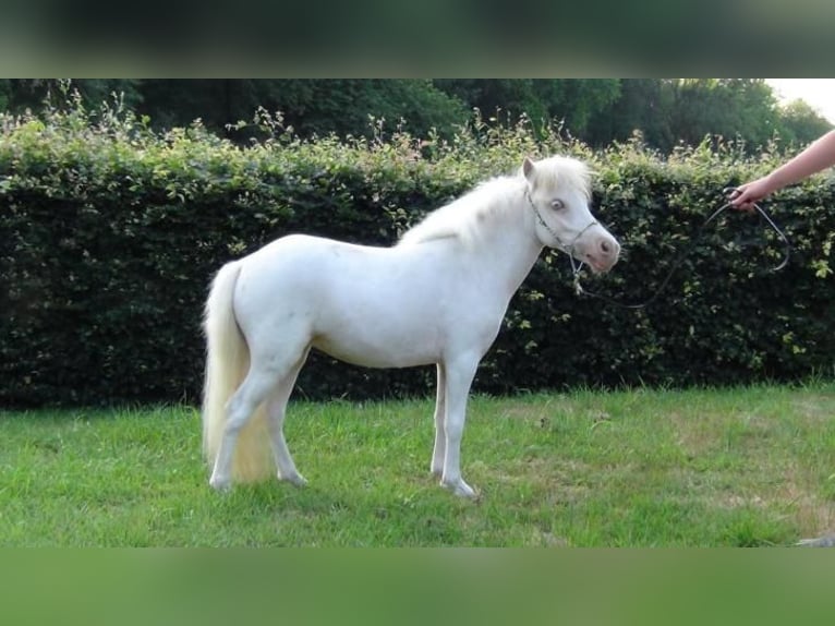 Falabella Klacz 9 lat 84 cm Cremello in Kerkwerve