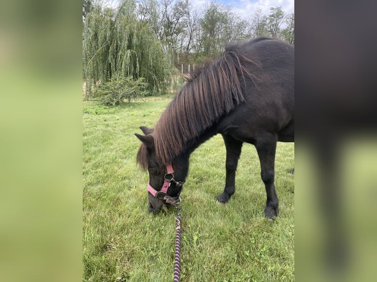 Falabella Mare 10 years 8.1 hh Brown in Gödöllő