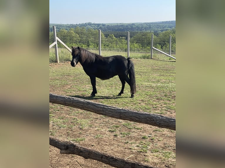 Falabella Mare 10 years 8.1 hh Brown in Gödöllő