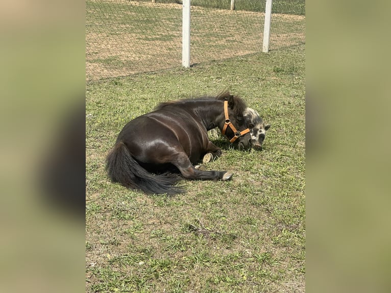 Falabella Mare 13 years 7.3 hh Black in Gödöllő