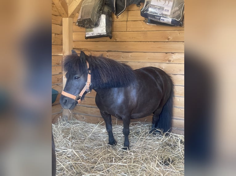 Falabella Mare 13 years 7.3 hh Black in Gödöllő