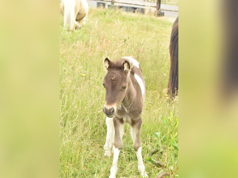 Falabella Mare 1 year 7.2 hh Tobiano-all-colors in Kerkwerve