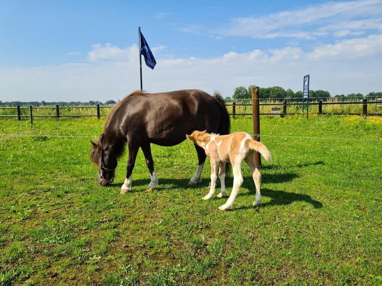 Falabella Mare 1 year 7.2 hh Tobiano-all-colors in Kerkwerve