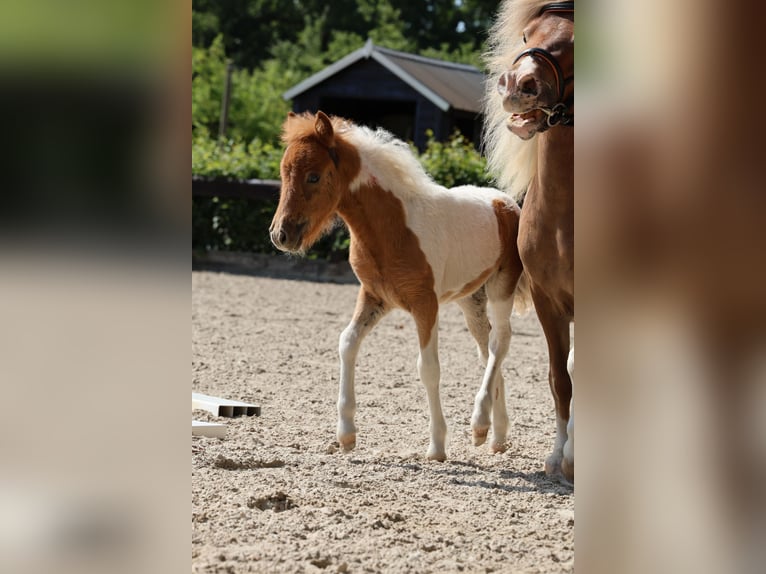 Falabella Mare 1 year 8.1 hh Pinto in Alt Tucheband