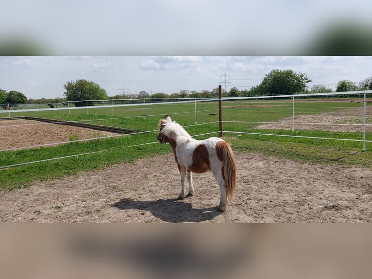 Falabella Mare 1 year 8.1 hh Pinto in Alt Tucheband