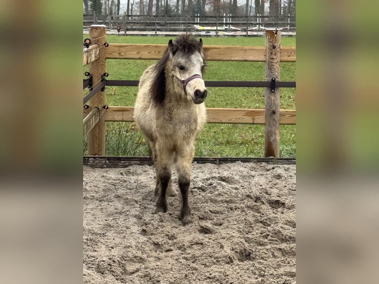 Falabella Mare 2 years 7.3 hh Tobiano-all-colors in Liempde