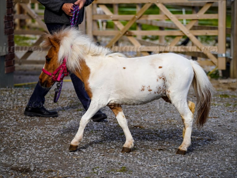 Falabella Mix Mare 2 years 7 hh Tobiano-all-colors in kerry