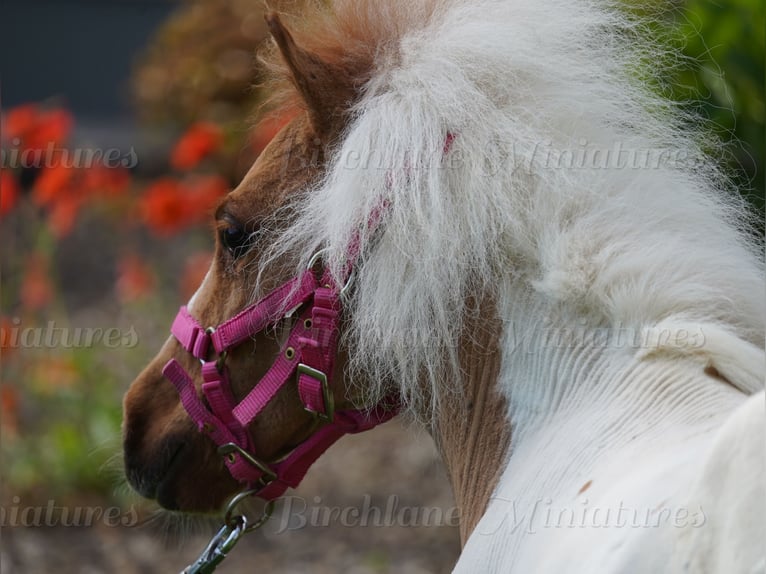 Falabella Mix Mare 2 years 7 hh Tobiano-all-colors in kerry