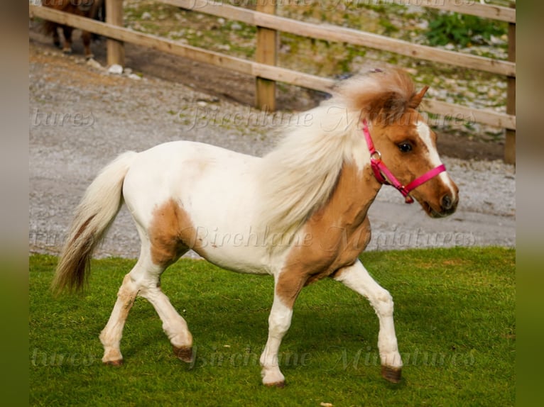 Falabella Mix Mare 2 years 7 hh Tobiano-all-colors in kerry