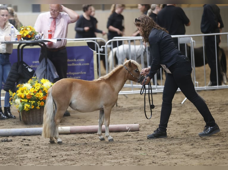 Falabella Mare 2 years in Grobbendonk