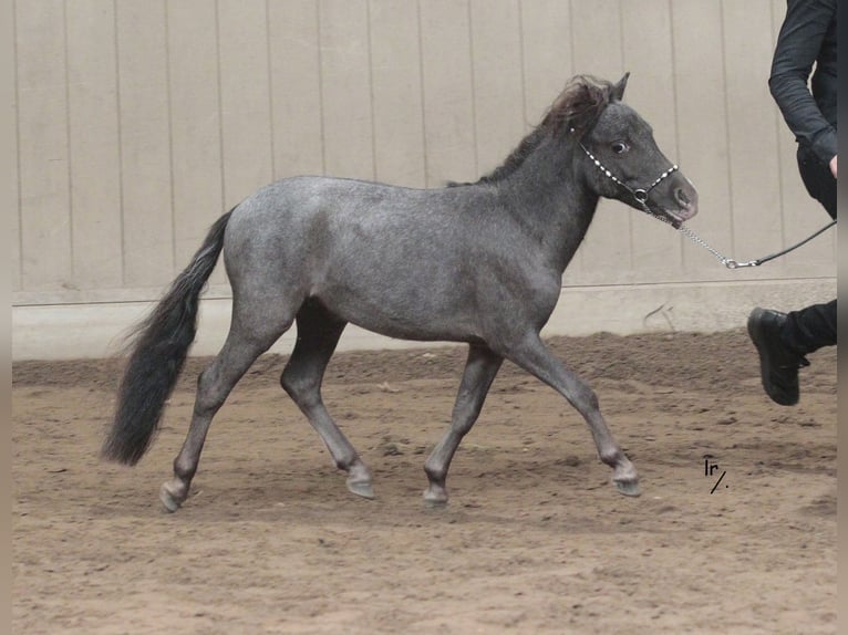 Falabella Mare 2 years in Grobbendonk