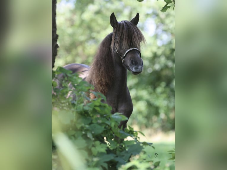 Falabella Mare 3 years 8,2 hh  in Zuna