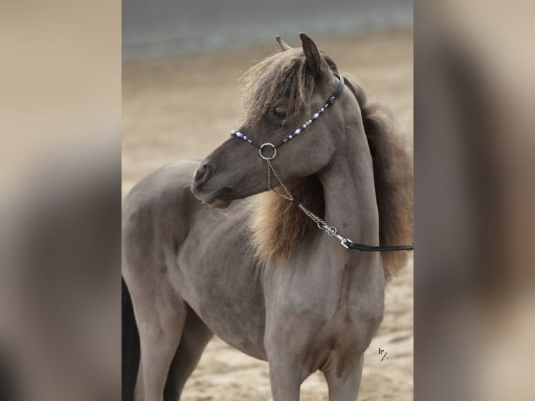Falabella Mare 3 years 8,2 hh  in Zuna