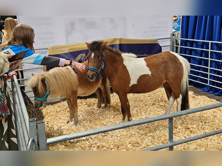 Falabella Mare 3 years in Grobbendonk