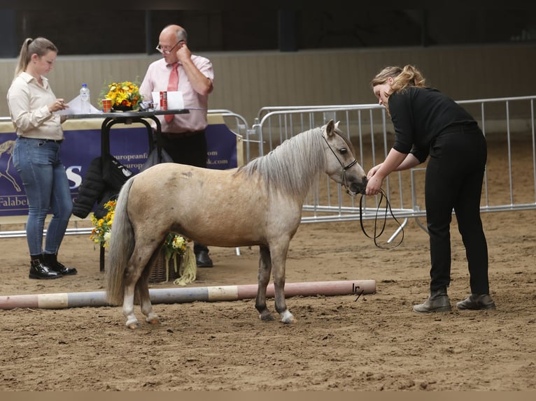 Falabella Mare 4 years 8,2 hh Palomino in Kerkwerve