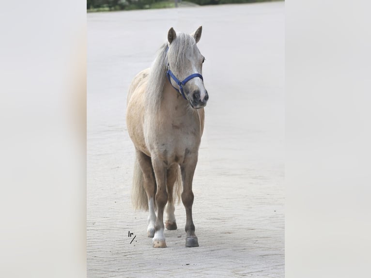 Falabella Mare 4 years 8,2 hh Palomino in Kerkwerve
