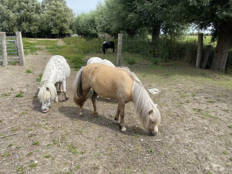 Falabella Mare 4 years 8,2 hh Palomino in Kerkwerve