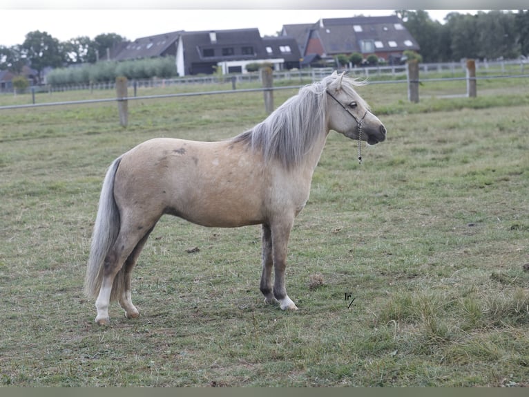 Falabella Mare 4 years 8,2 hh Palomino in Kerkwerve