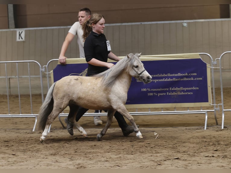 Falabella Mare 4 years 8,2 hh Palomino in Kerkwerve